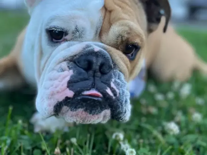 Pet Waste Removal